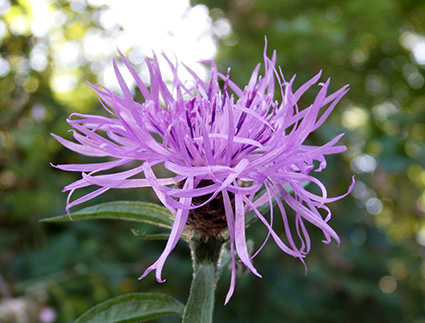 Centaurea negra (Centaurea nigra) flor silvestre violeta