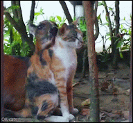 Affectionate Mama Antelope grooming her big baby cat