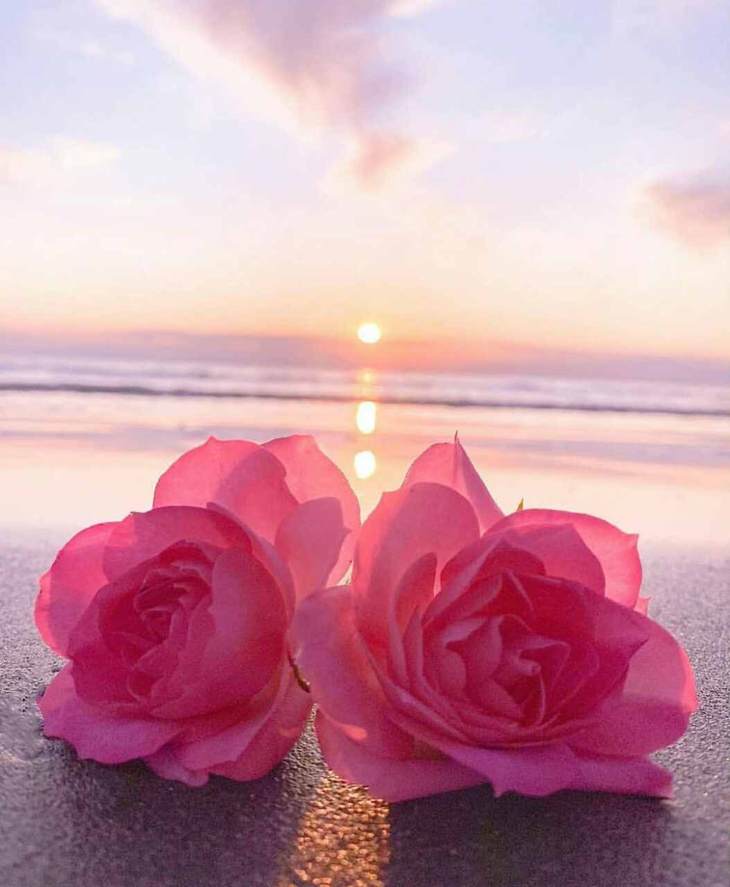 خلفيات ورد, صور خلفيات ورد, صور طبيعة مميزة جدا ورائعة