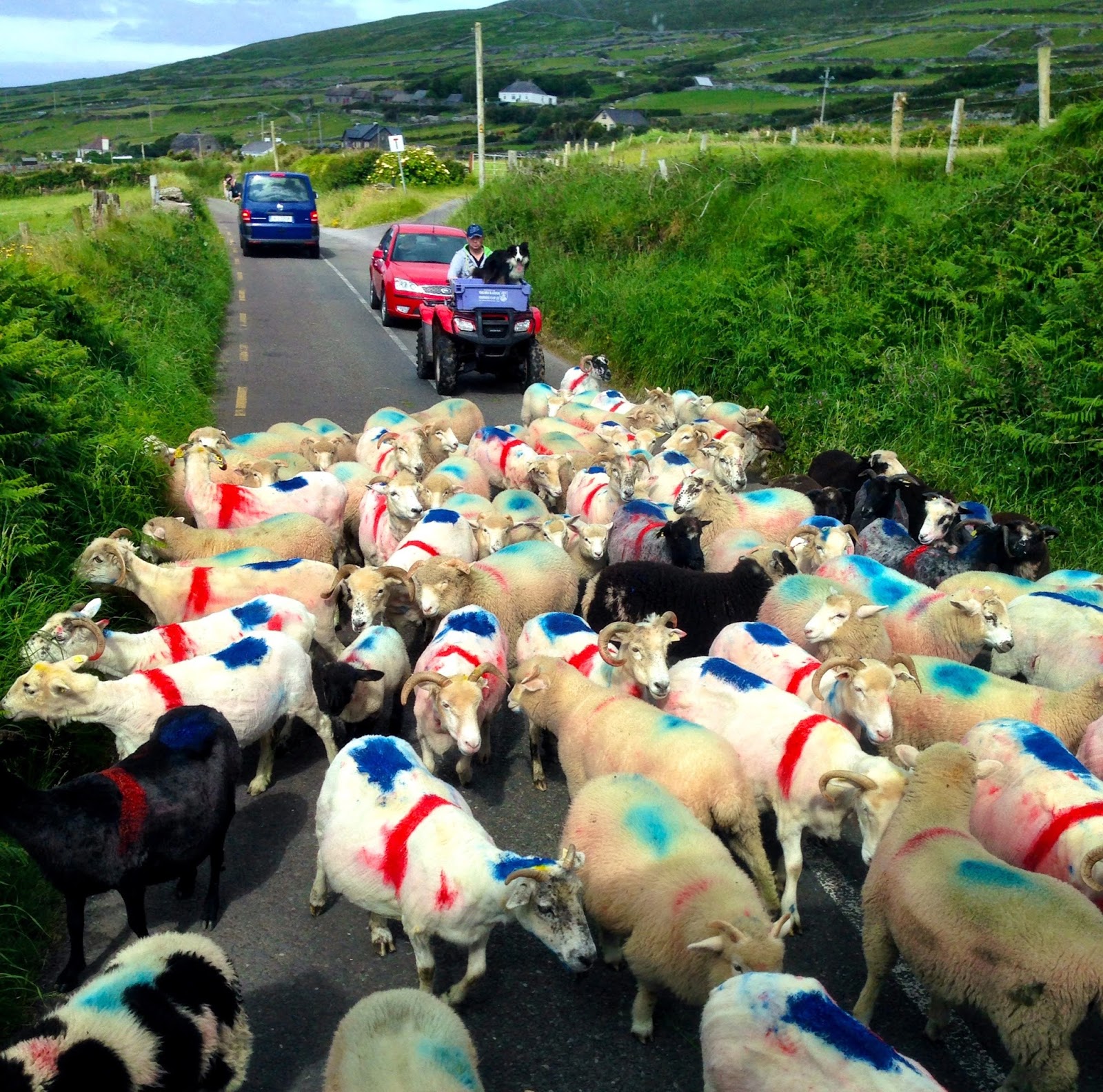 Guided European Travel, Tours, Tips & Adventures WHY ARE SHEEP PAINTED?