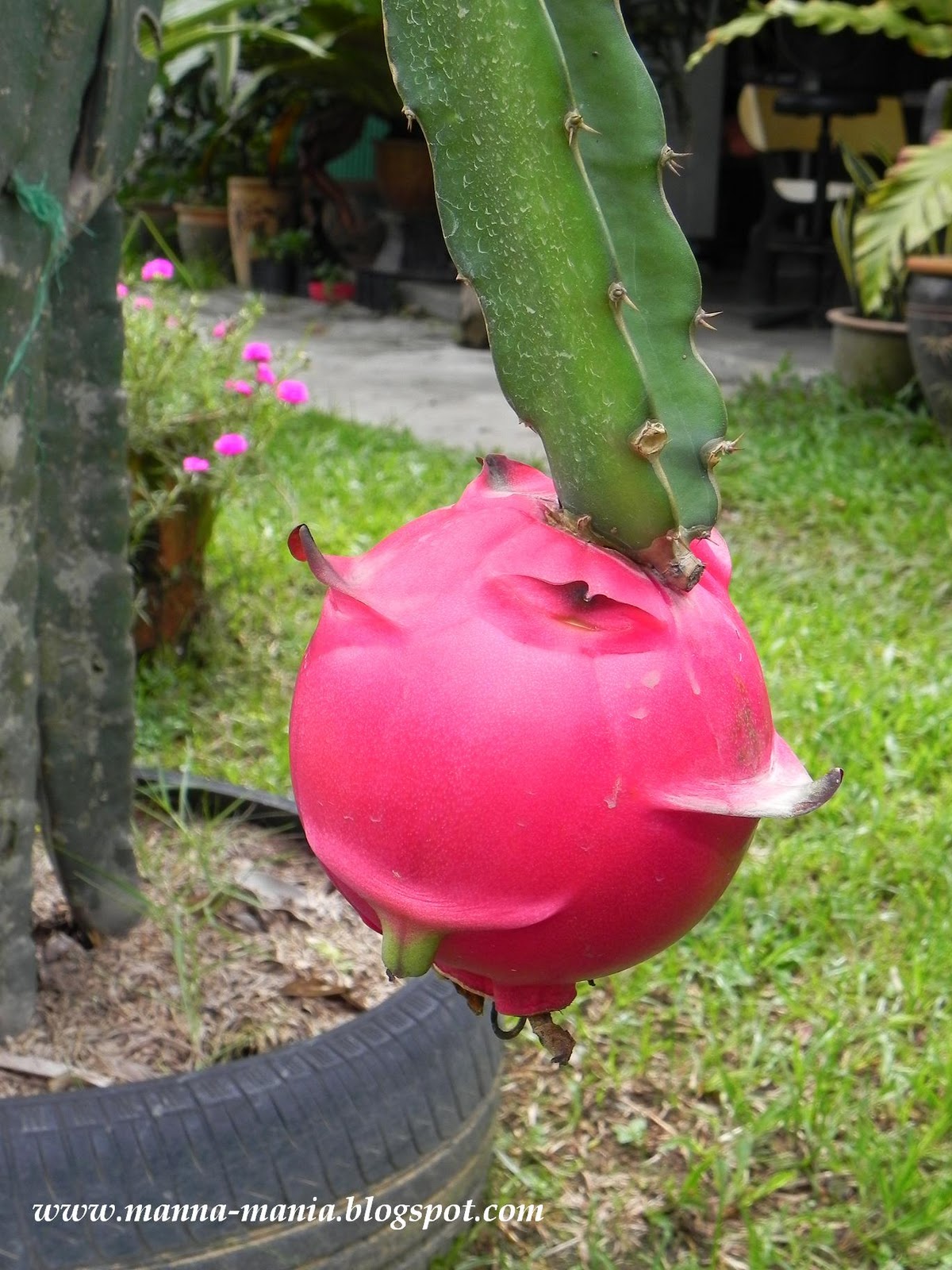 Fruit cut mania menu