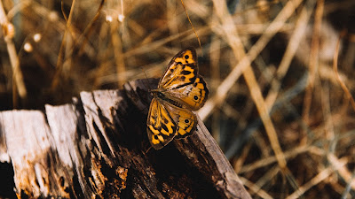 HD butterfly wallpaper, tree trunk, insect, macro