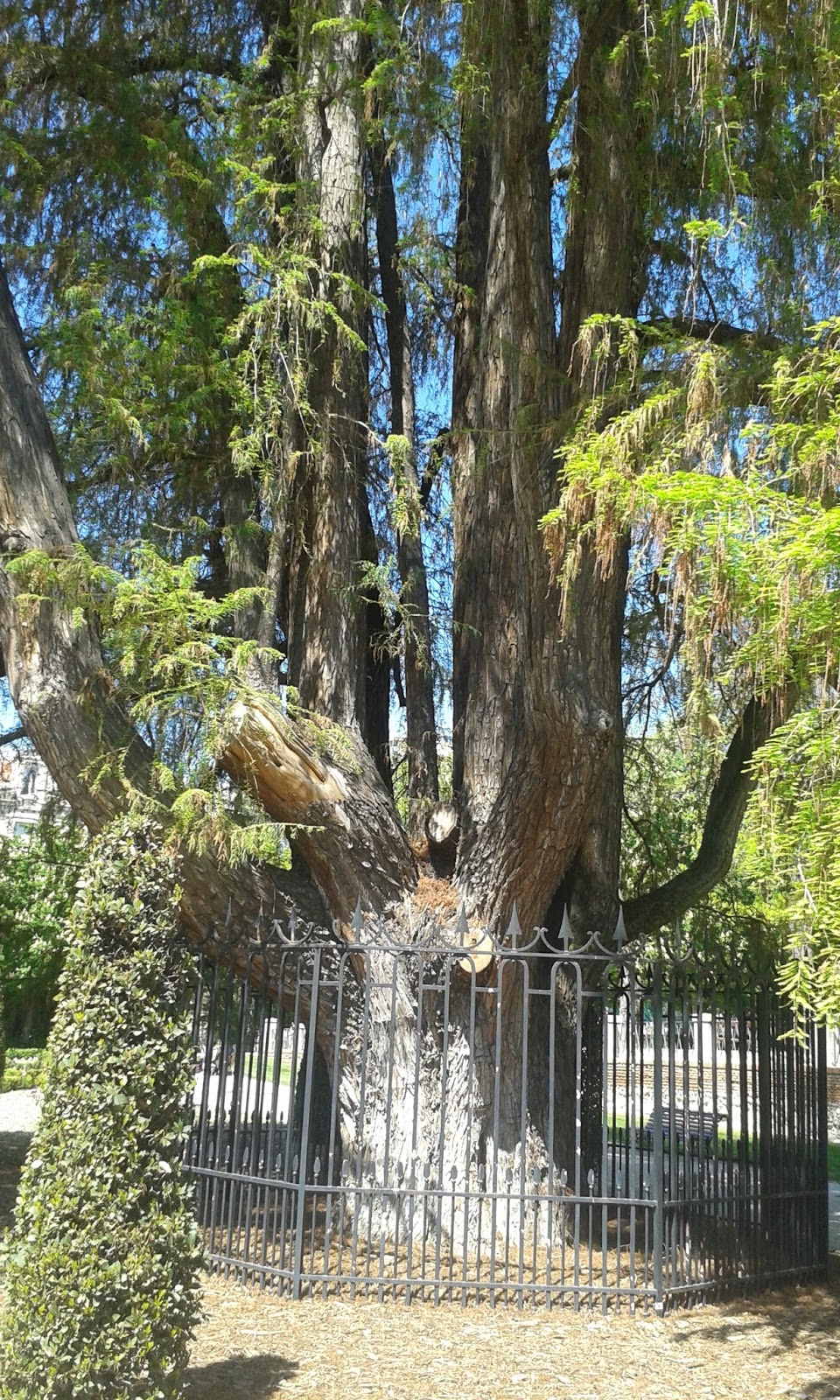 Mad Hatter MADRID Y LOS ÁRBOLES