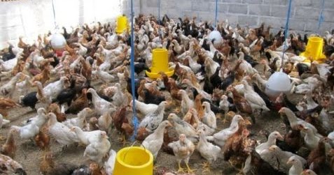 Proposal Budidaya Ternak Ayam Joper Website Hewan