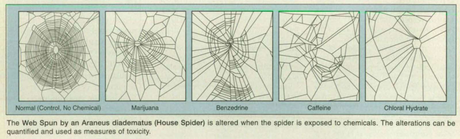 Die Spinnen Amerikas. Spiders; Spiders. Tab. II.. JKÄ^ b. Please note that  these images are extracted from scanned page images that may have been  digitally enhanced for readability - coloration and