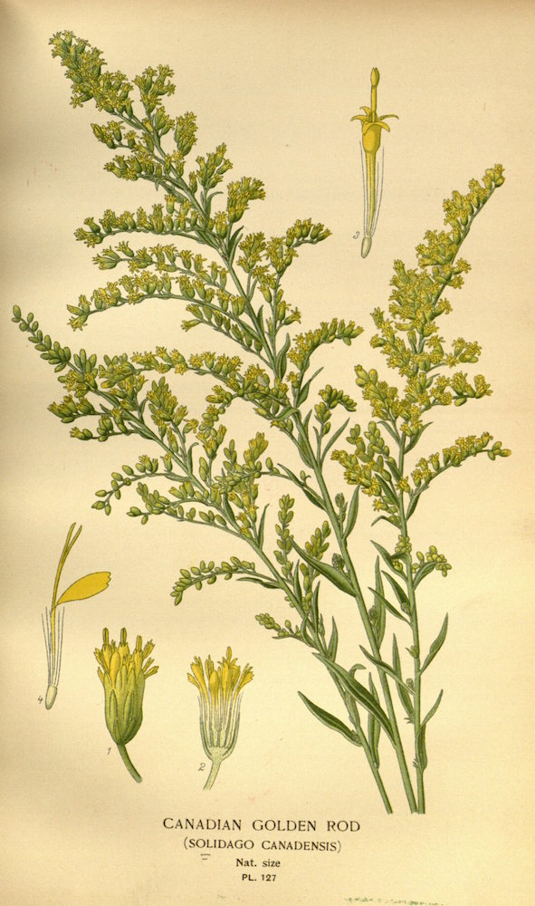 Goldenrod illustration