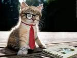 Kucing aja bisa jadi professsor.....