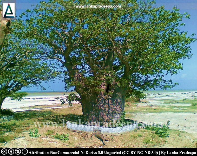 More Baobab trees in Mannar