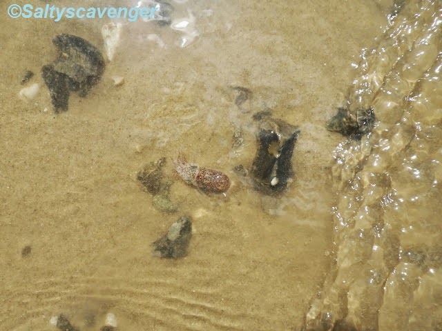 Palling Fish Rock Pooling: Rockpooling destination: Sea Palling July 2013