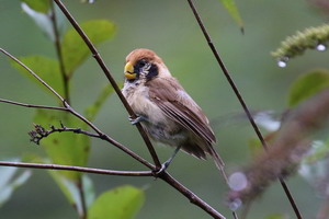 Spot-breasted Parrotbill