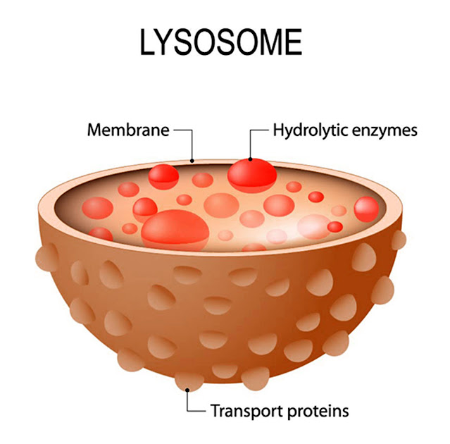 How Do Lysosomes Work in Cells?