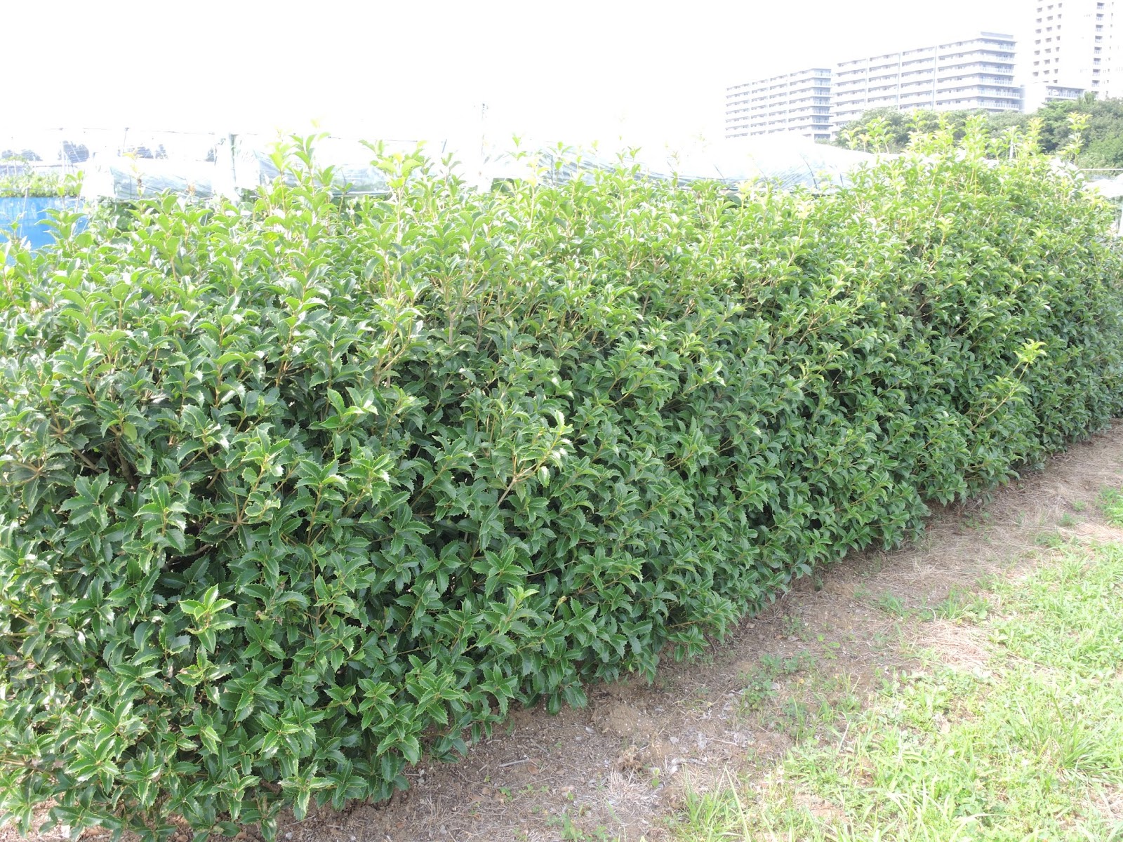 千葉大学 果樹 蔬菜 造園 加工ブログ 樹木 庭木 の手入れ 刈り込み 剪定