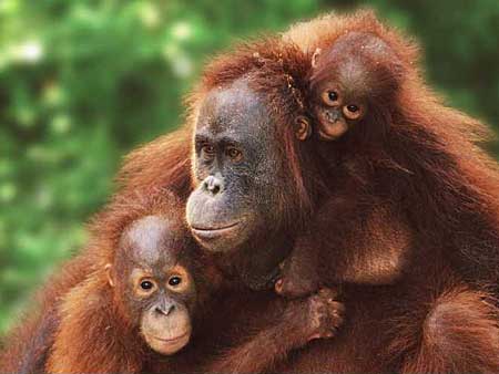 Orangutan  Animal Wildlife