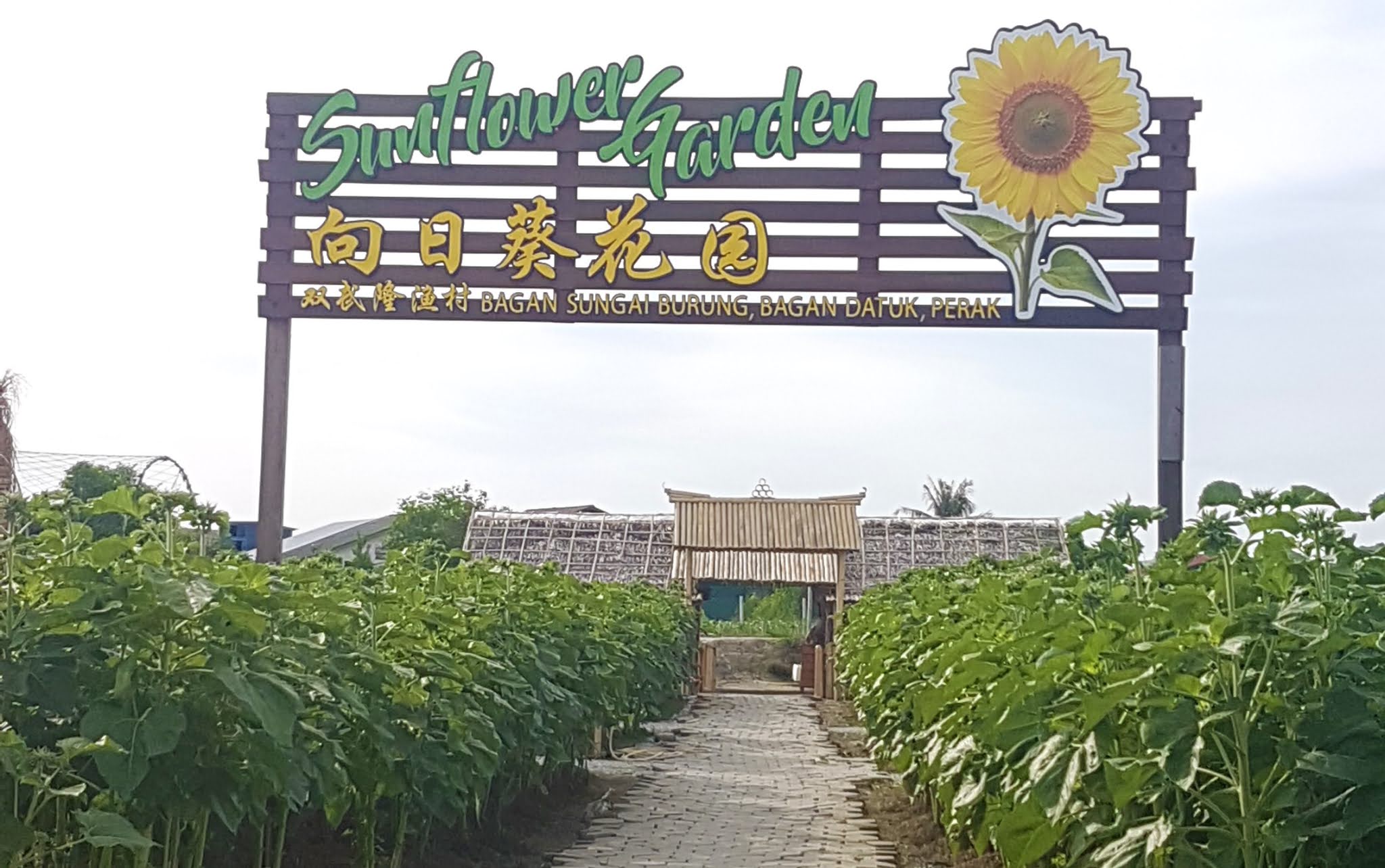 Travelholic 5 Things To Do In Bagan Datuk, Perak (Sunflower Garden/Sky