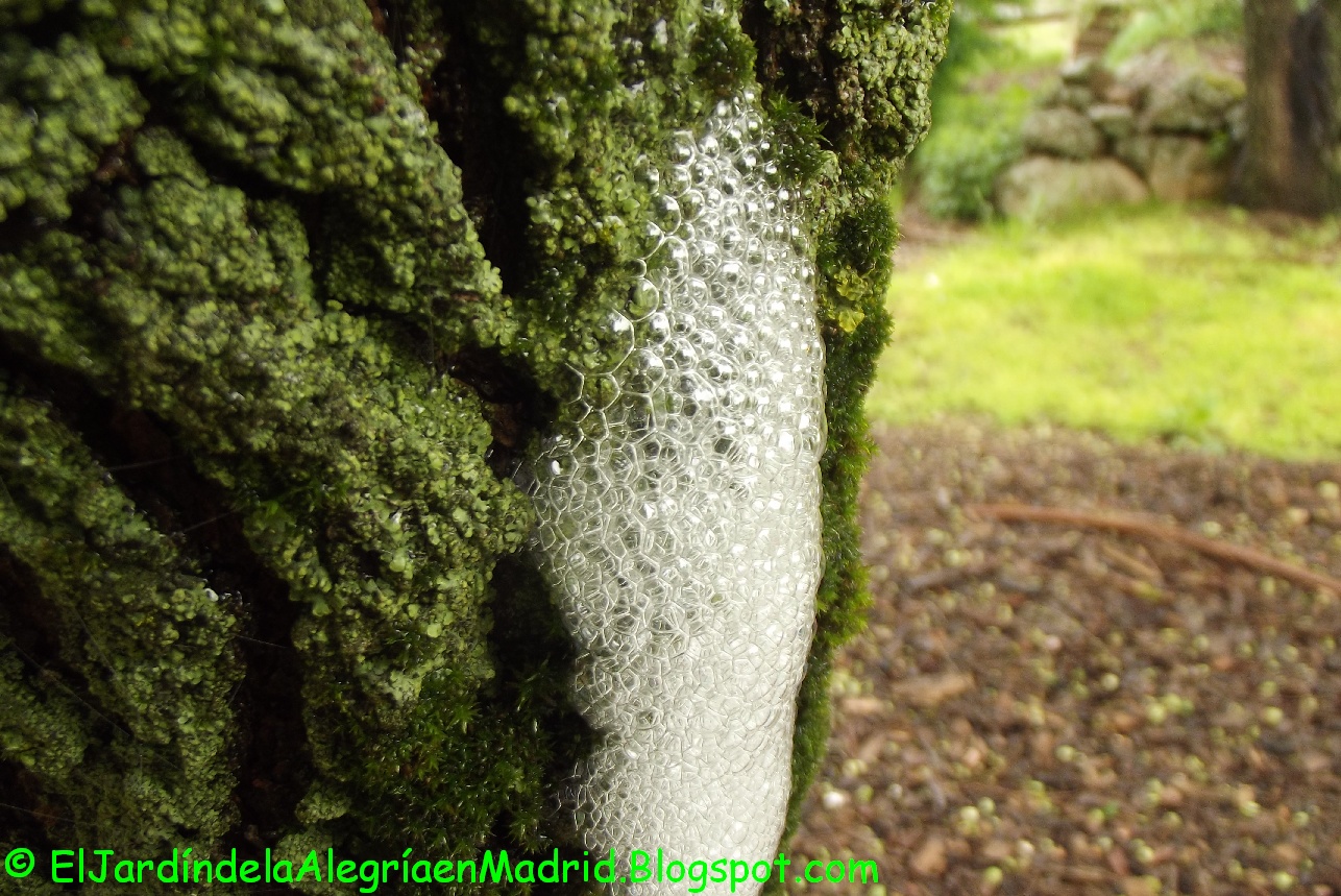 El jardín de la alegría : Exudación de espuma en la corteza de un árbol.  Causas posibles.