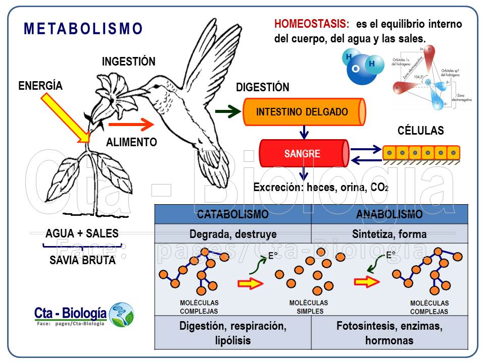 Biología didáctica: Cepreduni - Biología y Ser Vivo