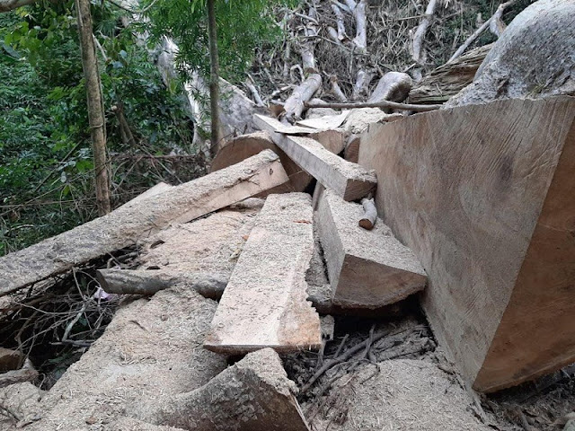 Một vụ phá rừng, công an và kiểm lâm báo cáo khác nhau