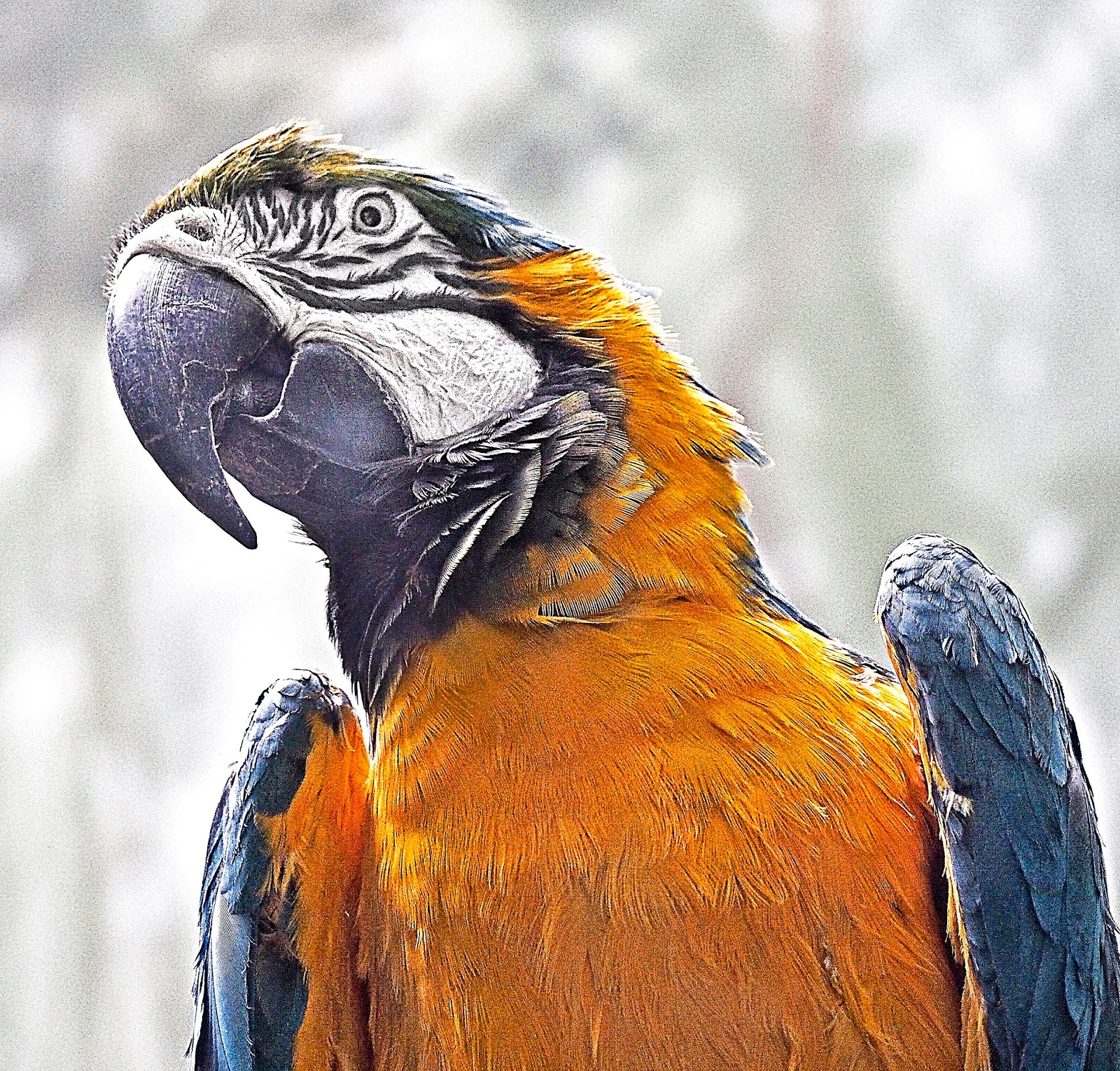 Pissed Off Central Park Zoo