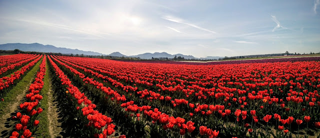Sarah Meets World: Tulip Festival