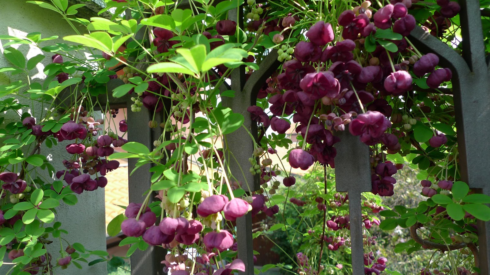 Akebia plant care and culture | Travaldo's blog