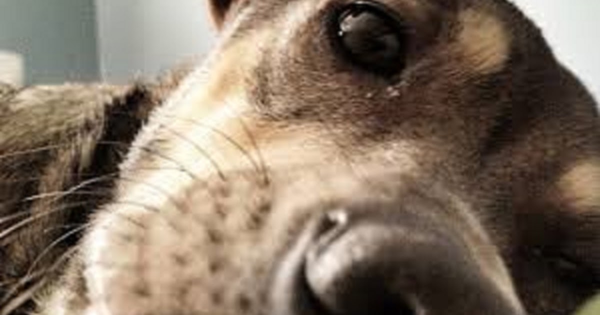 The Functions of Dogs Whiskers Doglopedix