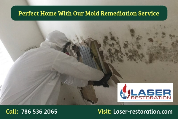 Mold Remediation: Complete Steps, Scenarios & Mistakes to Avoid | Mold ...