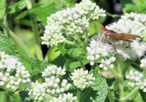 Snakeroot Extract for toenail fungus