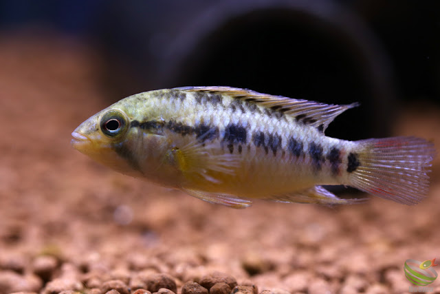 Apistogramma sp.Tame from Rio tame, 2016