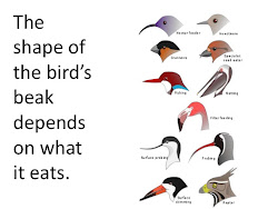 beaks bird beak birds teach pointed types adaptations thin short adapted science activities eats worms teaching sonu academy