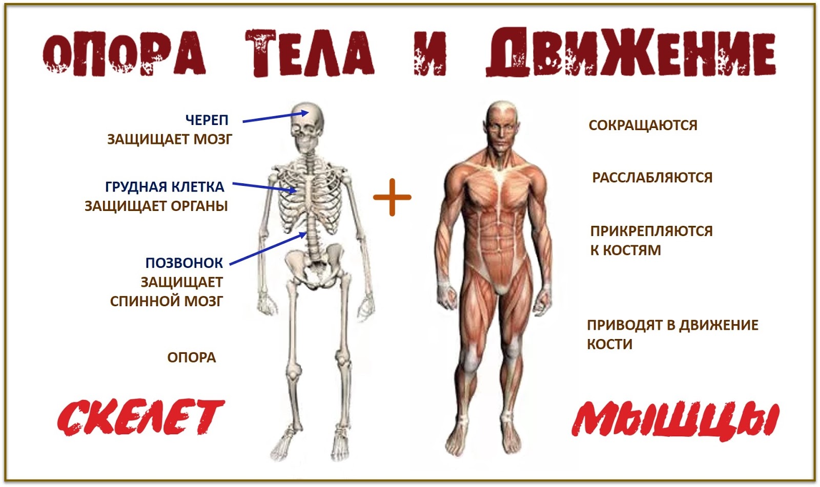 Опорно двигательная система человека 4 класс. Опорно-двигательная система человека. Картинка мышцы человека для детей. Строение человека скелет и мышцы. Анатомия человека для детей.