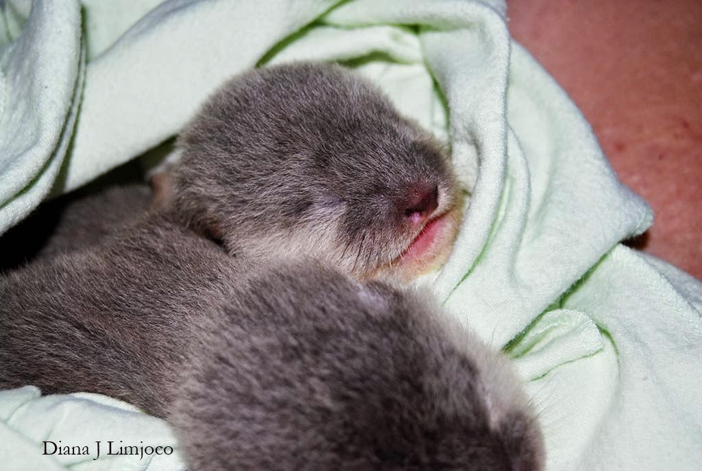Rescued otter pups in Palawan