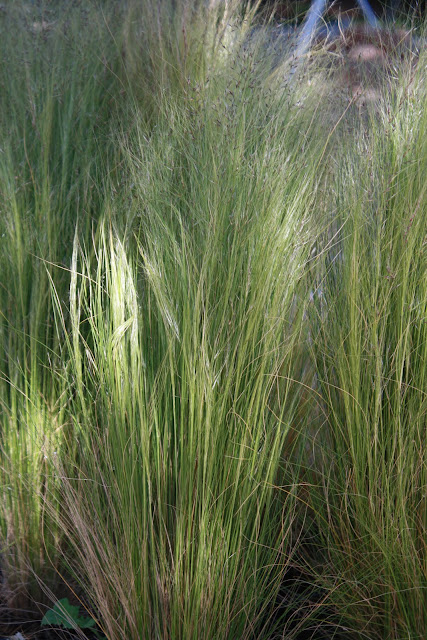 Στίπα (Nassella tenuissima, συν. Stipa tenuissima) Στίπα (Nassella tenuissima, συν. Stipa tenuissima)