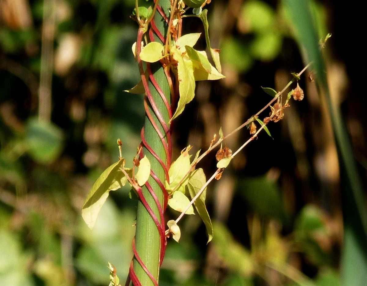 r o b i n 's y a r d: Fallopia convolvulus (Polygonum convolvulus)