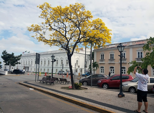 Edital prevê catalogação de árvores em São Luís