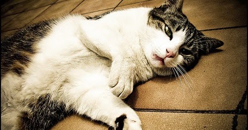 Hukum Menguburkan Hewan Yang Sudah Mati Abdurrahman Al Amiry Hukum Menguburkan Hewan Yang Sudah Mati Abdurrahman Al Amiry