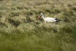 Naturfotografie Wildlifefotografie Lippeaue Weißstorch