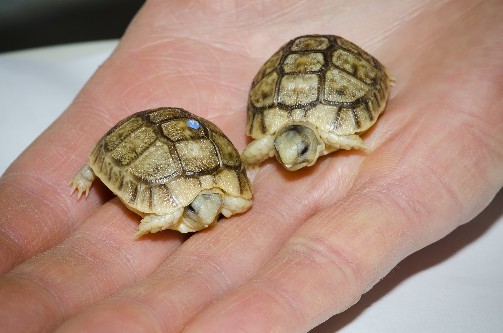 Tiny Egyptian tortoises teach us a big lesson in hope