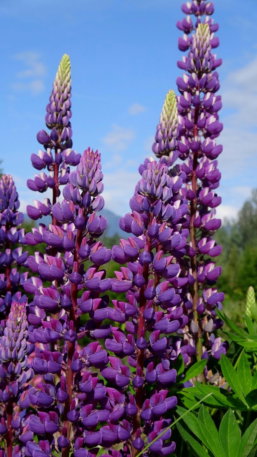 NewBlog Lupines Again