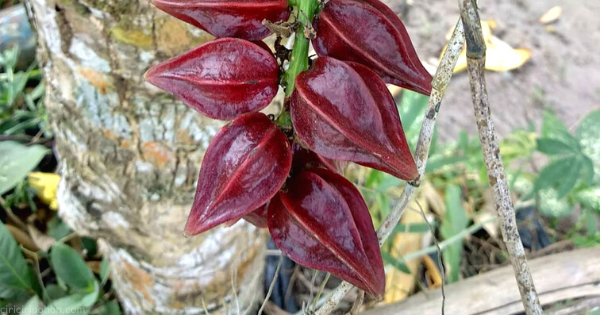 Featured image of post Tanaman Bonsai Buah Belimbing Dari 1 100 spesies tanaman bambu memang tidak semuanya yang bisa dibuat menjadi bonsai