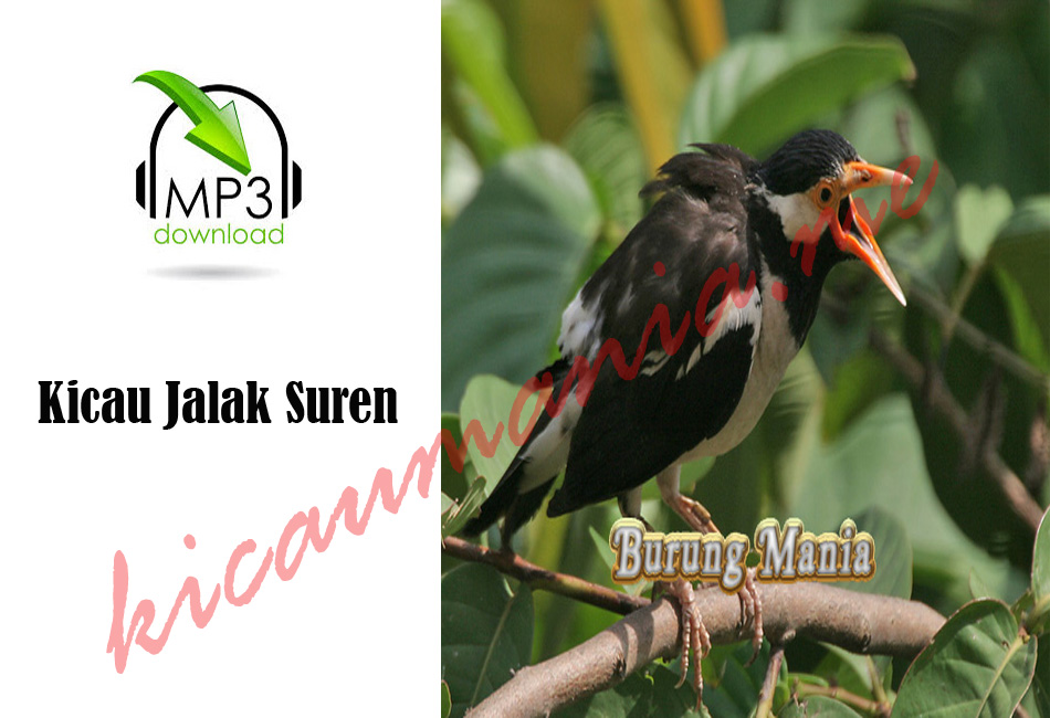 Kicau Jalak Suren Burung Mania