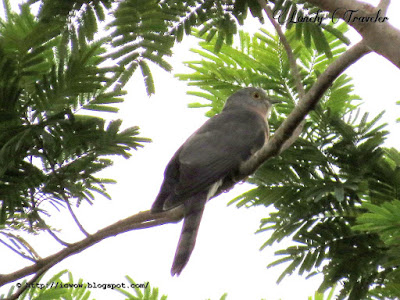 Common hawk-cuckoo - Hierococcyx varius