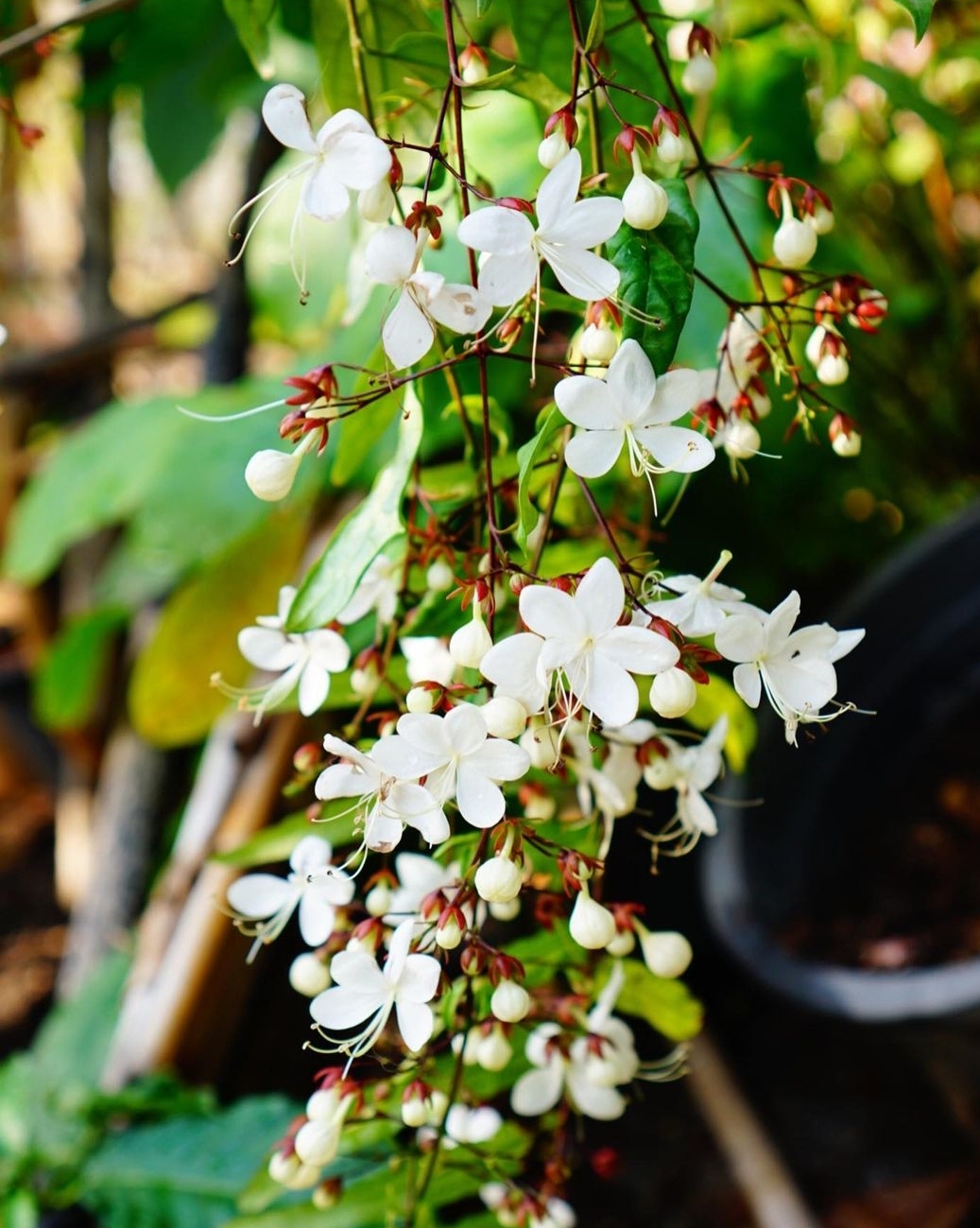 Bridal Veil, Clerodendron walichii