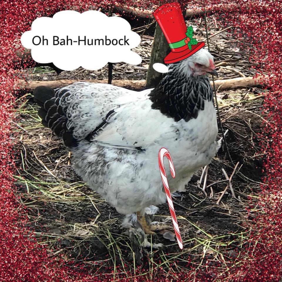 give chickens for christmas