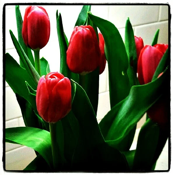 Red Tulips