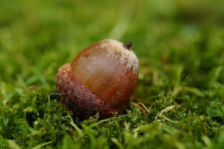 https://pixabay.com/photos/acorn-oak-oak-fruit-fruit-quercus-990846/