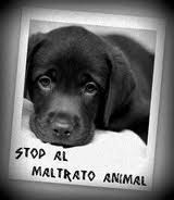 STOP al maltrato animal, está en tus manos