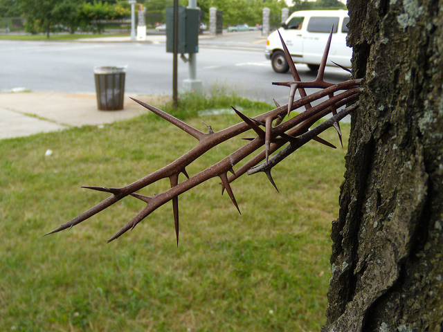 Trycant Tree PHILLY TREES: MY COUNTRY, TIS OF TREE