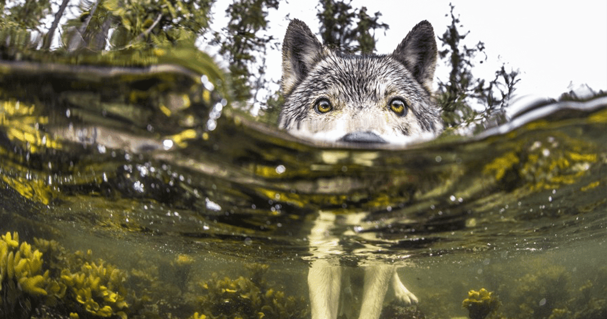 8 Incredible Pictures Of Rare Sea Wolves Who Live Off The Ocean