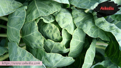 Сabbage - There are some foods and best fruits for weight loss that can help weight loss. Some by increasing metabolism, others by the content of fiber.
