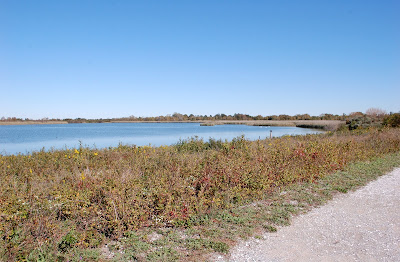 Urban Wildlife Guide: Jamaica Bay